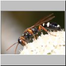 Mellinus crabroneus - Grabwespe w05 11mm - OS-Wallenhorst Sandgrube.jpg